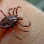 CDC-Bourbon-virus-tick