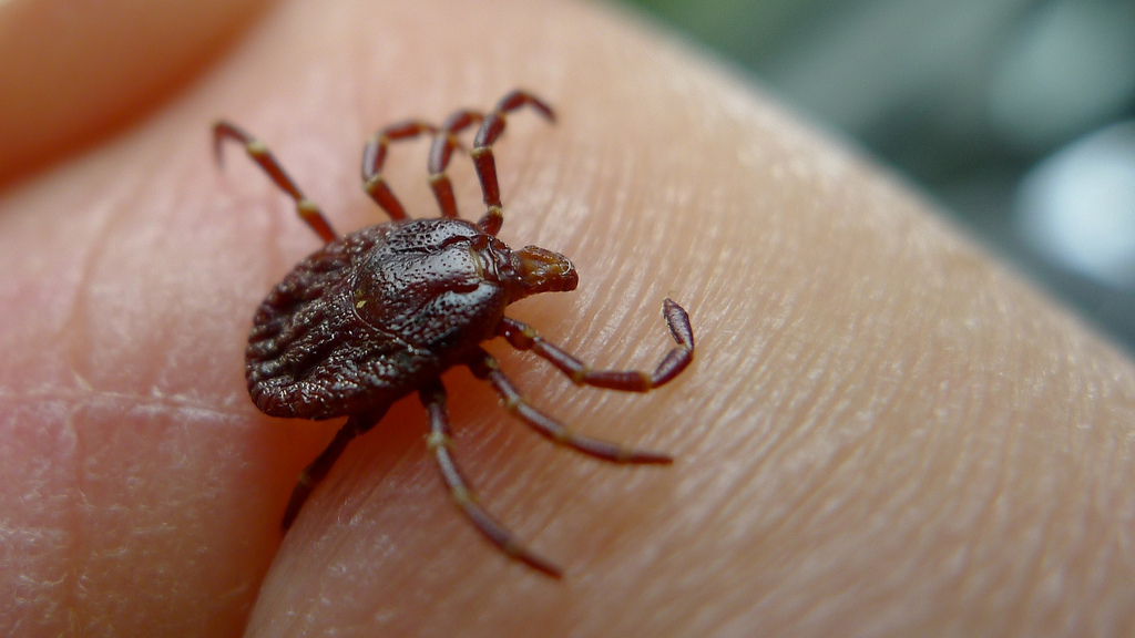CDC-Bourbon-virus-tick