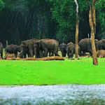 The Periyar Tiger Reserve