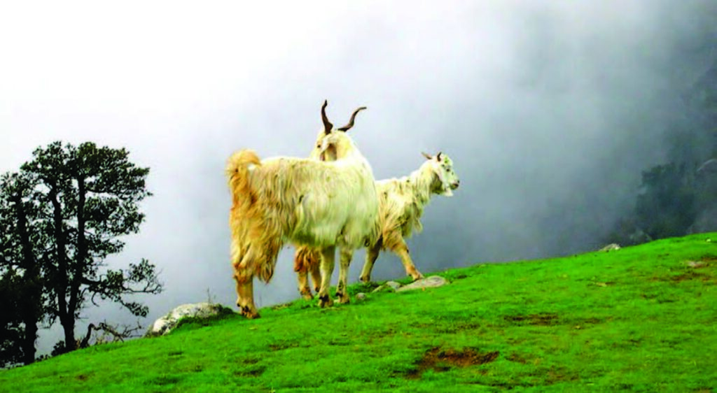 TRIUND