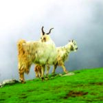 TRIUND