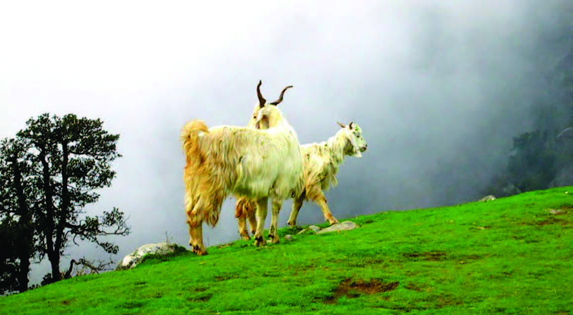 TRIUND