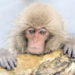 Zoo names monkey Charlotte