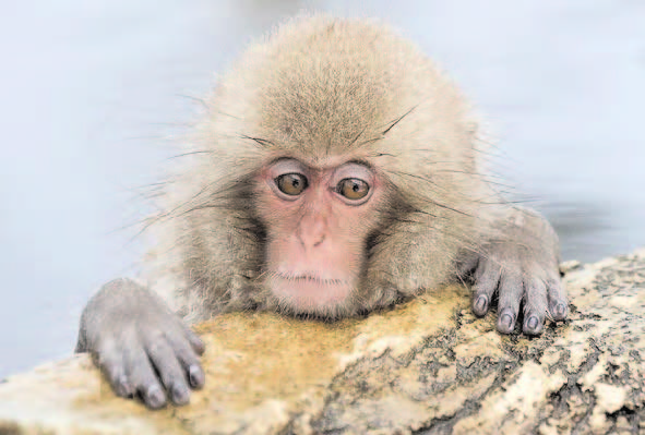 Zoo names monkey Charlotte