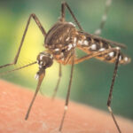 MOSQUITO-FREE HOME