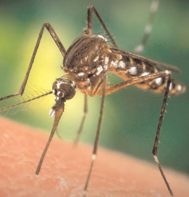 MOSQUITO-FREE HOME