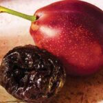 COLON CANCER RISK