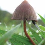 MUSHROOMS