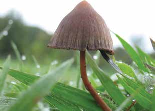MUSHROOMS