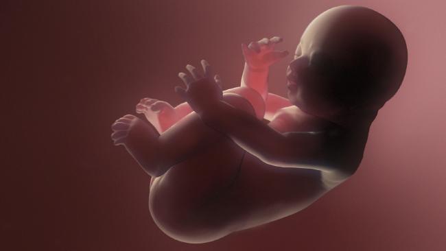 fetus