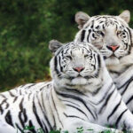 BANDHAVGARH
