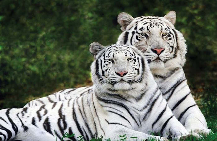 BANDHAVGARH