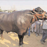 buffolo