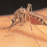 Zika Virus