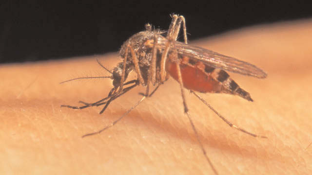 Zika Virus