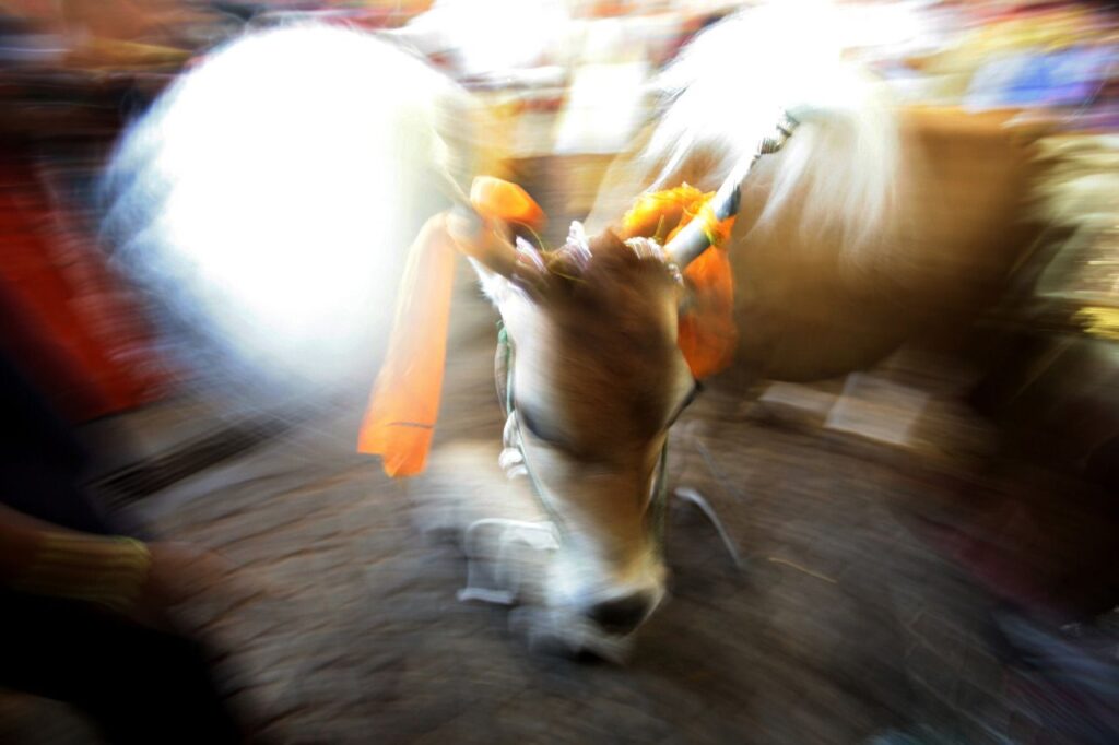 cow