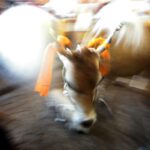 cow