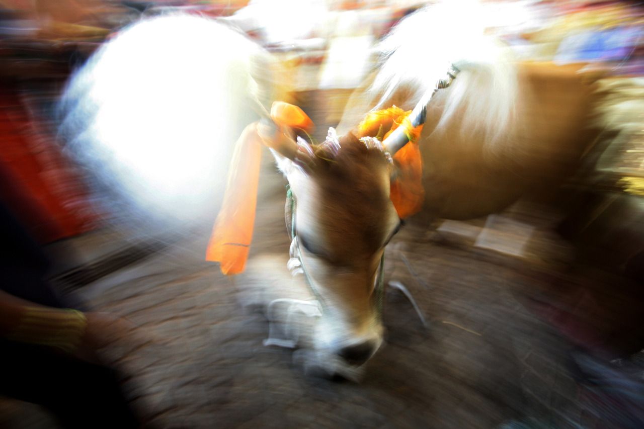 cow