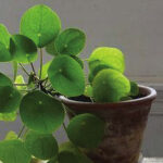 Feeling unlucky? These plants can help