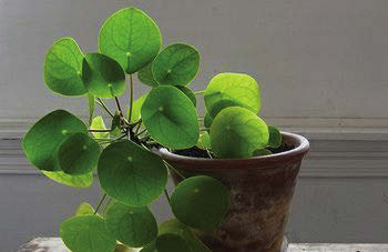Feeling unlucky? These plants can help