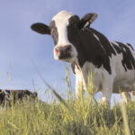 Give up Beef