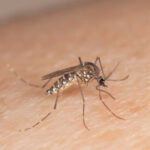 Zika virus