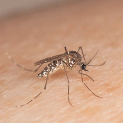 Zika virus