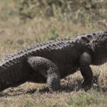 alligator into fast food restaurant