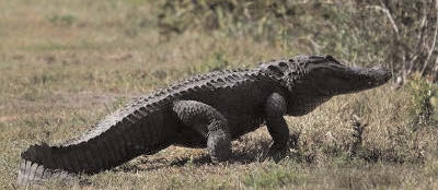 alligator into fast food restaurant