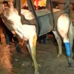 Police horse’s leg amputated to save his life, BJP worker held
