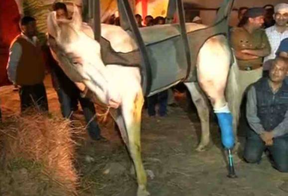 Police horse’s leg amputated to save his life, BJP worker held