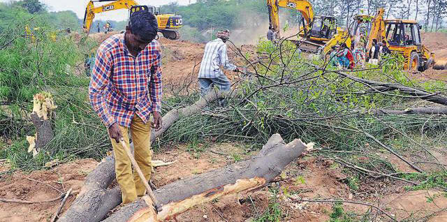 Locals cutting trees felled during the land-filling process at a Patiala village. (HT Photo)