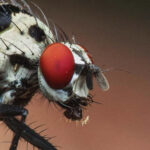 INSECT EYES