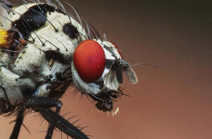 INSECT EYES