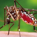World's first dengue fever vaccine