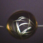 SPIDER WEBS