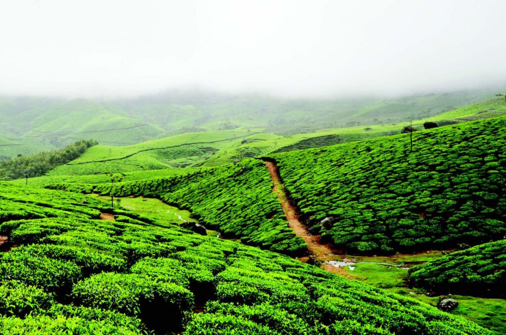 MONSOON IN COORG