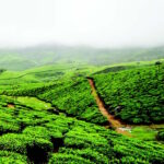 MONSOON IN COORG
