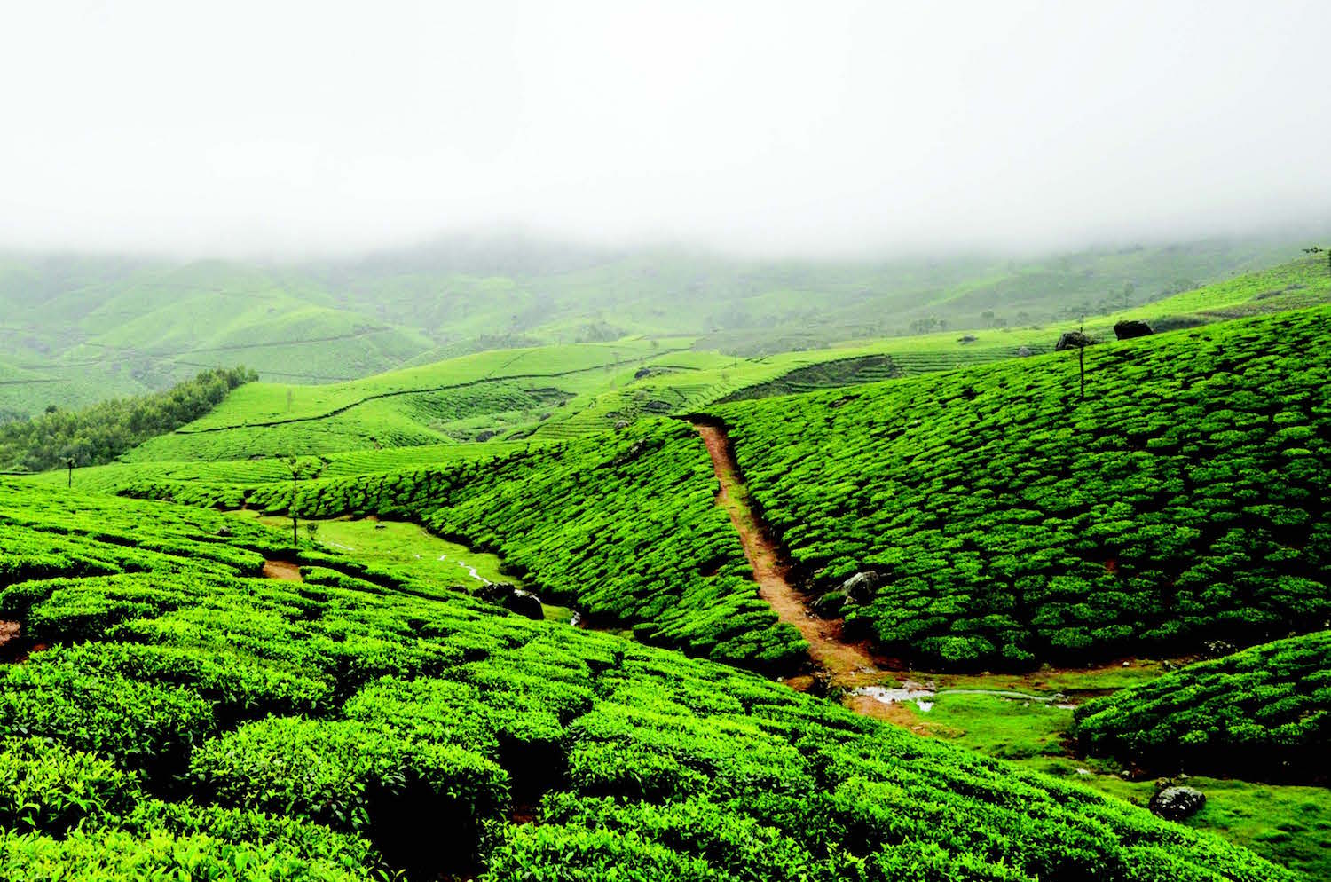MONSOON IN COORG