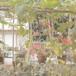 TINY GARDEN IN A BIG CITY