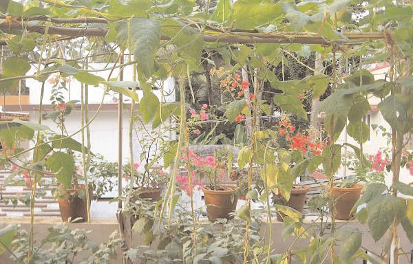 TINY GARDEN IN A BIG CITY