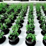Veggies grown on Mars-like soil