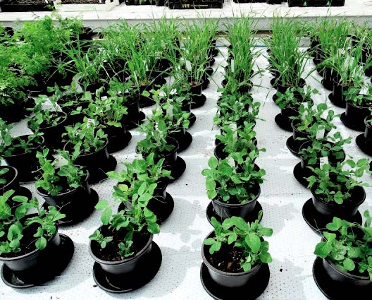 Veggies grown on Mars-like soil