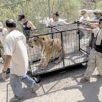 Wild animals