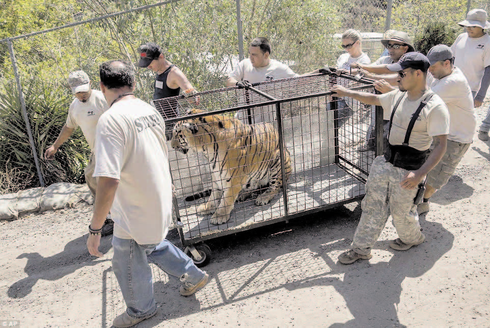 Wild animals