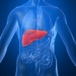 liver