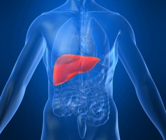 liver