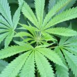 Cannabis_sativa