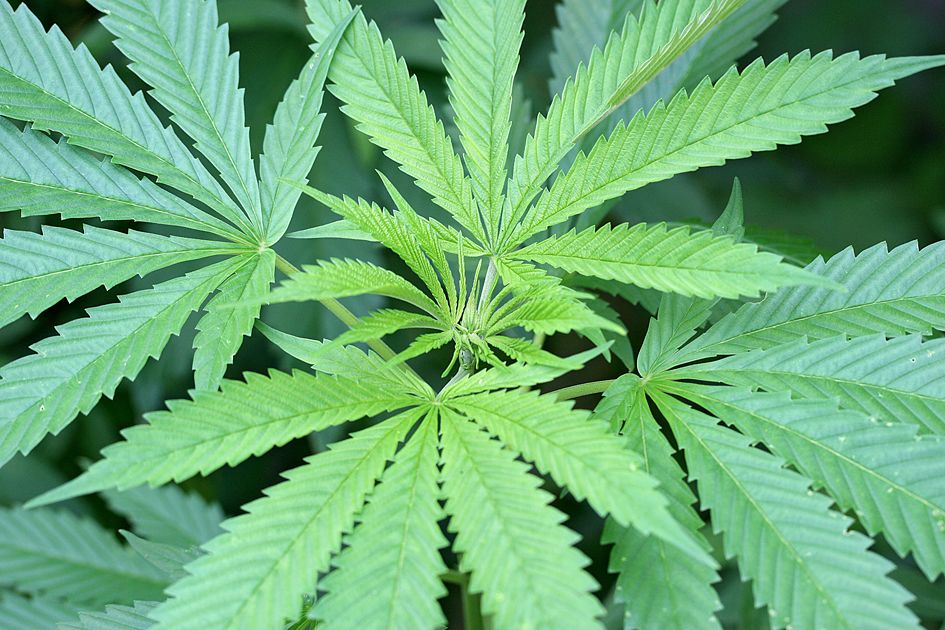 Cannabis_sativa