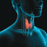 Thyroid